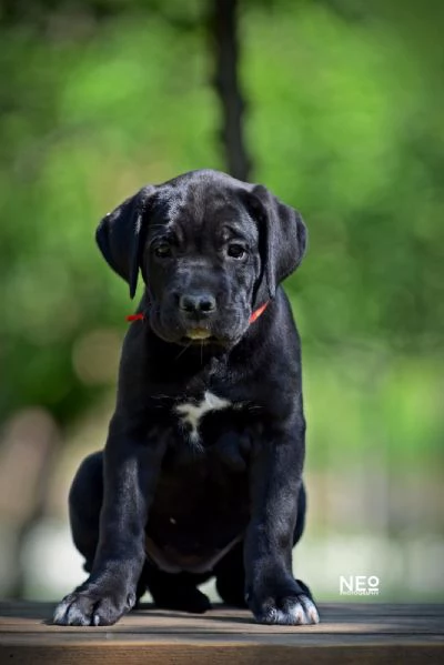 Cane Corso cuccioli | Foto 3