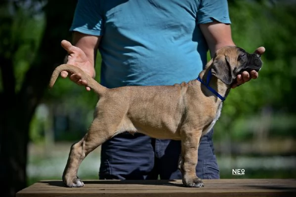 Cane Corso cuccioli | Foto 1