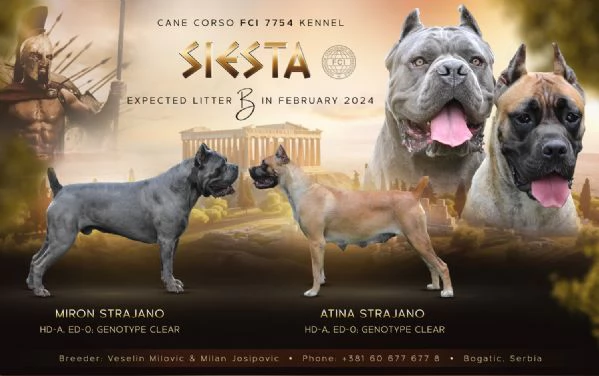 Cane Corso cuccioli | Foto 0
