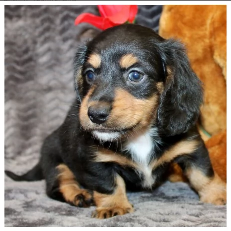 Cuccioli di Bassotto in miniatura