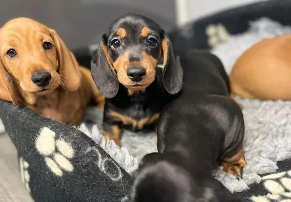 Cuccioli di Bassotto in miniatura | Foto 2