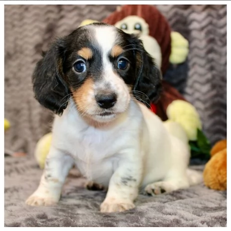 Cuccioli di Bassotto in miniatura | Foto 1