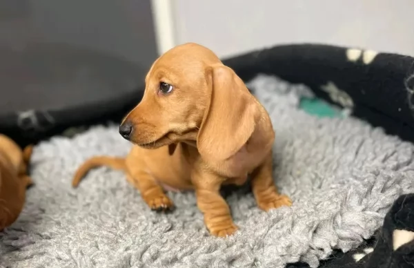 Cuccioli di Bassotto in miniatura | Foto 0