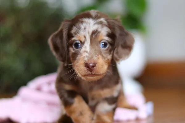 Cuccioli di Bassotto in miniatura | Foto 2