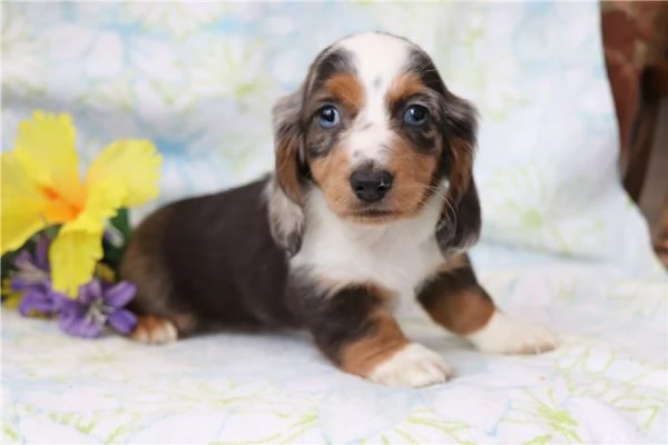 Cuccioli di Bassotto in miniatura | Foto 1