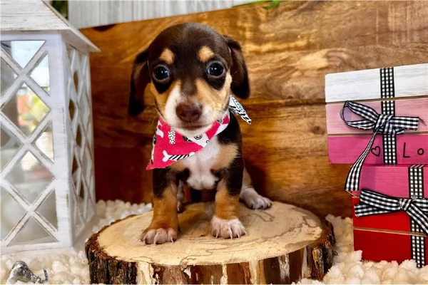 Cuccioli di Bassotto in miniatura | Foto 0