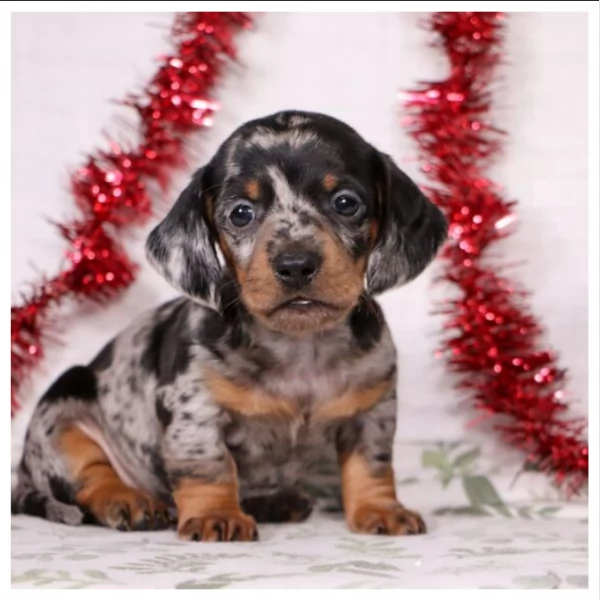 Cuccioli di Bassotto in miniatura