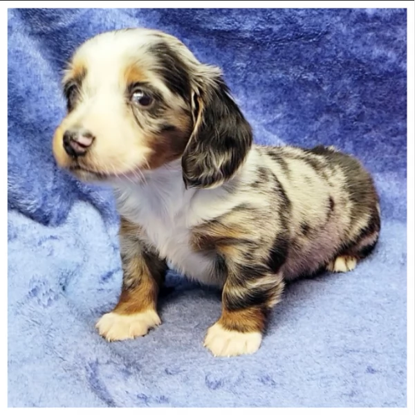 Cuccioli di Bassotto in miniatura/ | Foto 2