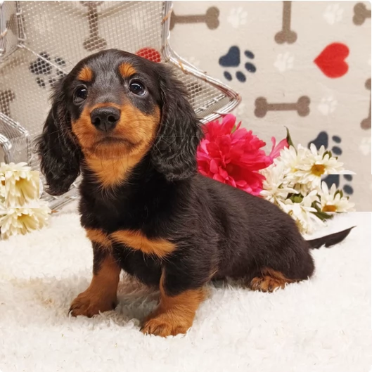 Cuccioli di Bassotto in miniatura/ | Foto 1