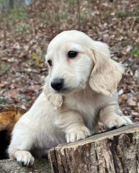 Cuccioli di Bassotto in miniatura/