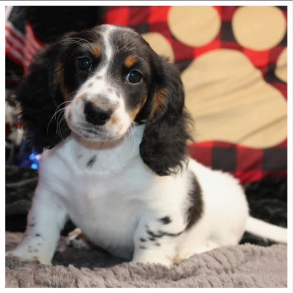 Cuccioli di Bassotto in miniatura/ | Foto 0