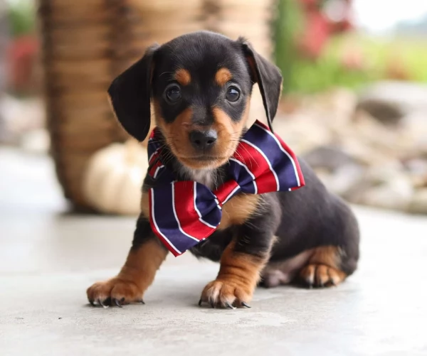 Cuccioli di Bassotto in miniatura'