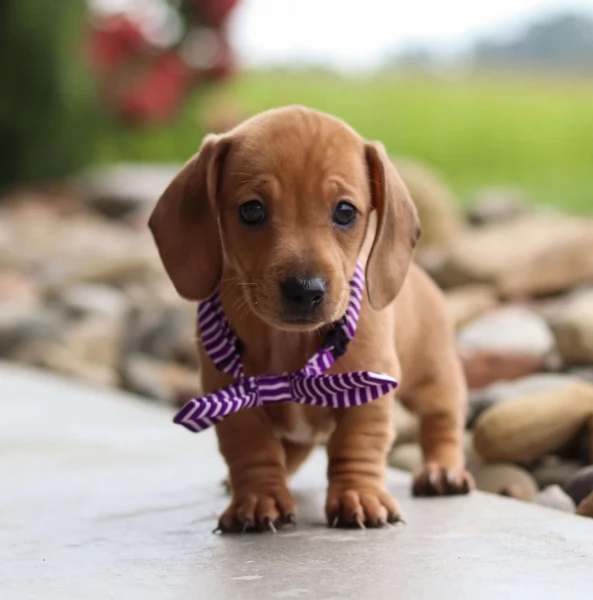 Cuccioli di Bassotto in miniatura' | Foto 1