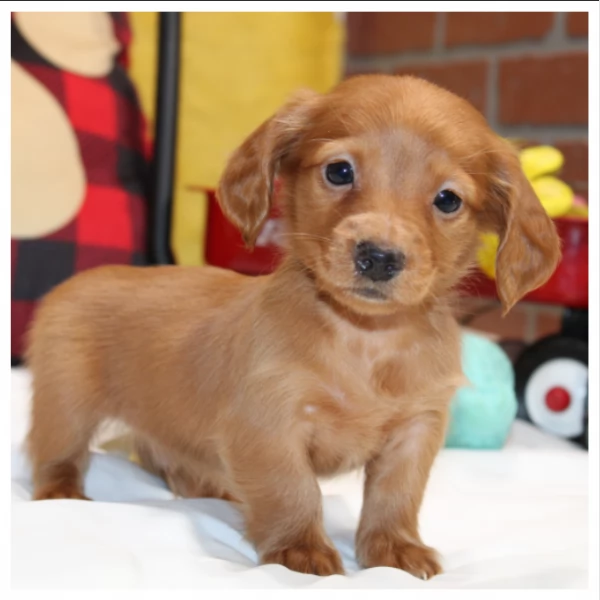 Cuccioli di Bassotto in miniatura' | Foto 0