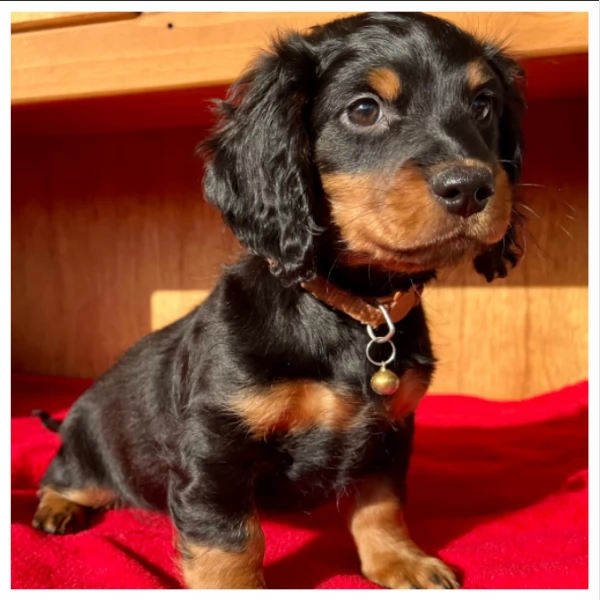 Cuccioli di Bassotto in miniatura, | Foto 1