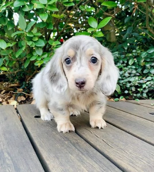 Cuccioli di Bassotto in miniatura,
