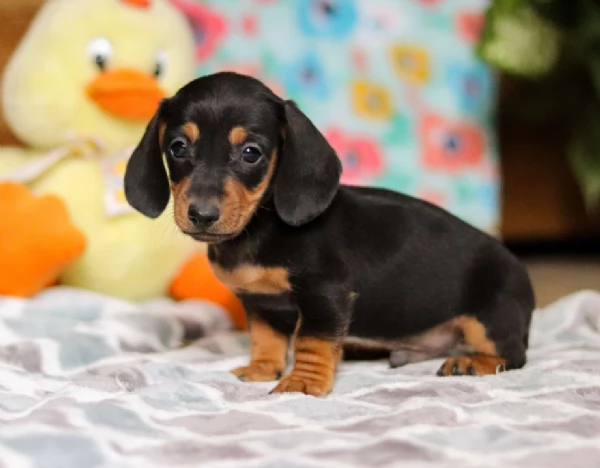 Cuccioli di Bassotto in miniatura,. | Foto 1