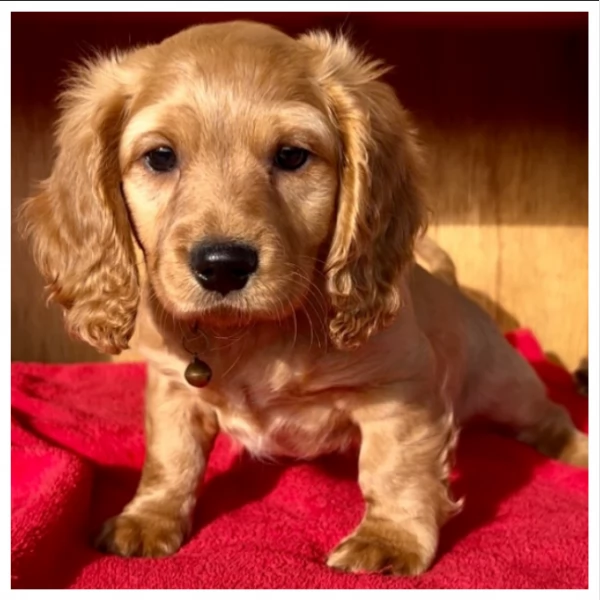 Cuccioli di Bassotto in miniatura,. | Foto 0