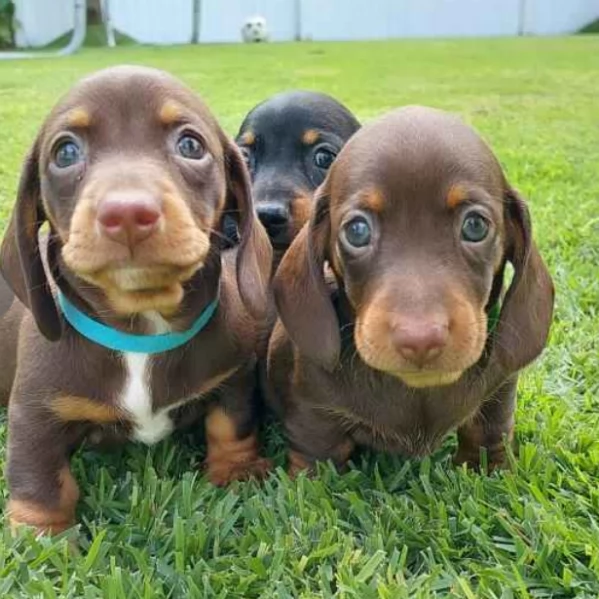 Cuccioli di Bassotto in miniatura .; | Foto 1