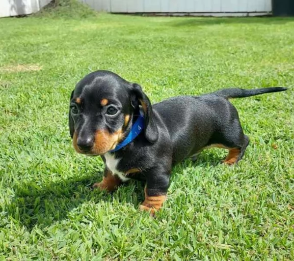 Cuccioli di Bassotto in miniatura .;