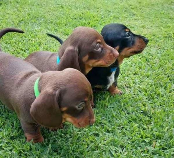 Cuccioli di Bassotto in miniatura .; | Foto 0