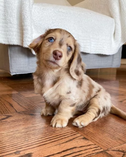 Cuccioli di Bassotto in miniatura | Foto 1