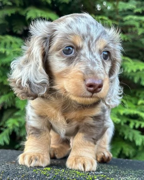 Cuccioli di Bassotto in miniatura