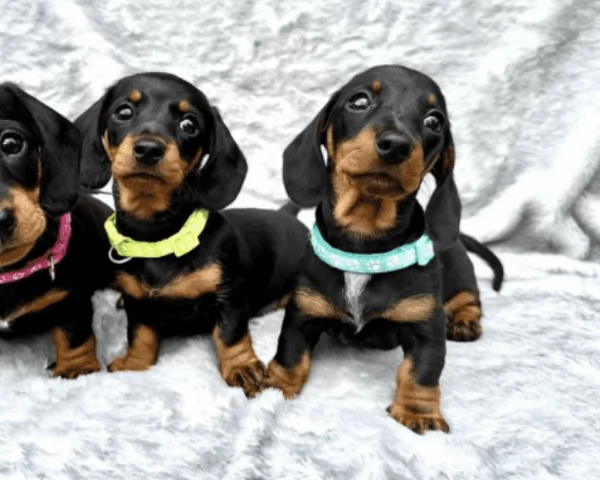 Cuccioli di Bassotto in miniatura! | Foto 1