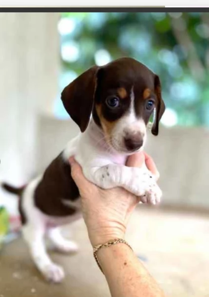 Cuccioli di Bassotto in miniatura! | Foto 0