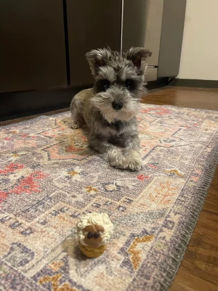 Cuccioli di Shnuazer