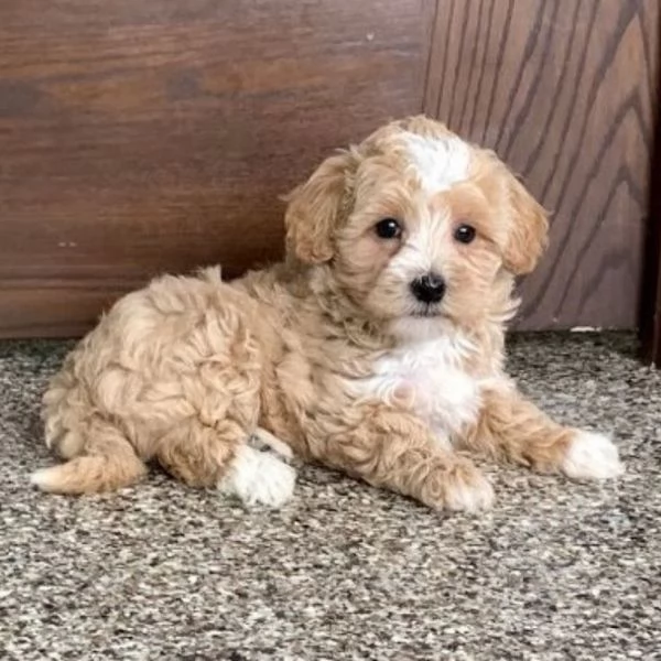Cucciolo di Maltipoo per l'adozione | Foto 0
