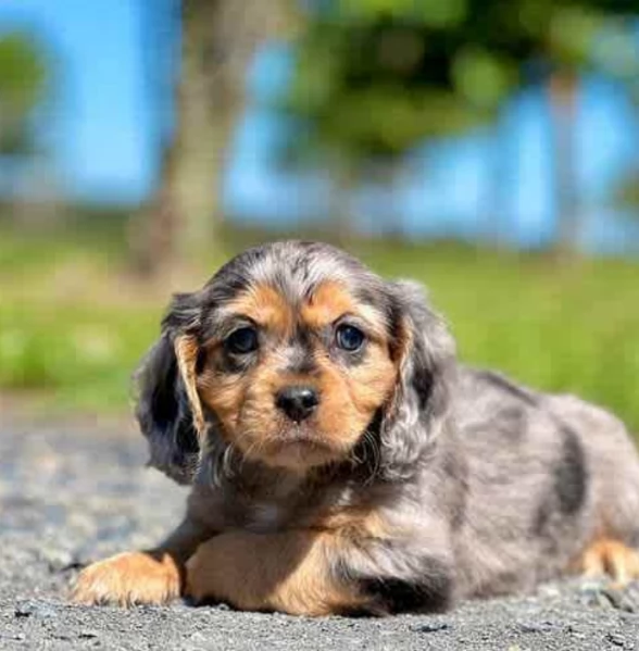 Bassotti in miniatura, cuccioli lunghi e lisci | Foto 3