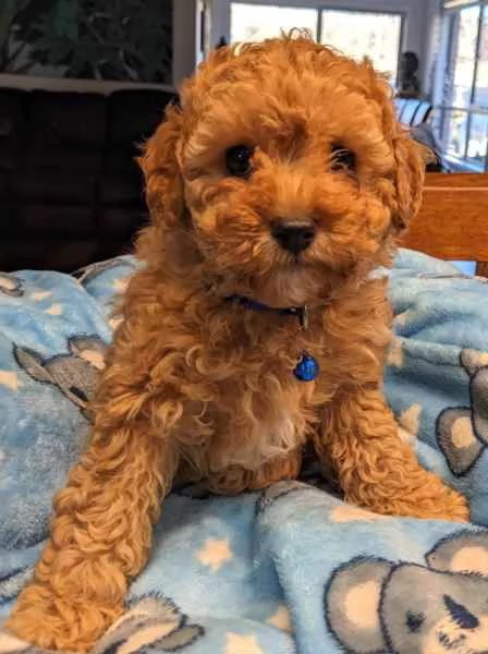 Cuccioli di Barboncino Giocattolo | Foto 1