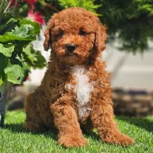 Cuccioli di Barboncino Giocattolo