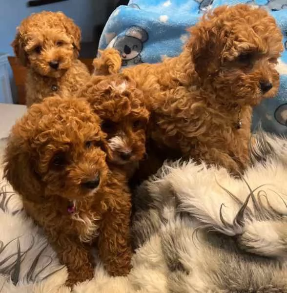 Cuccioli di Barboncino Giocattolo | Foto 0