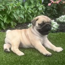 Cuccioli di carlino | Foto 0