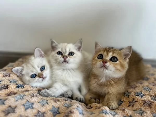 Gattini britannici a pelo corto | Foto 0