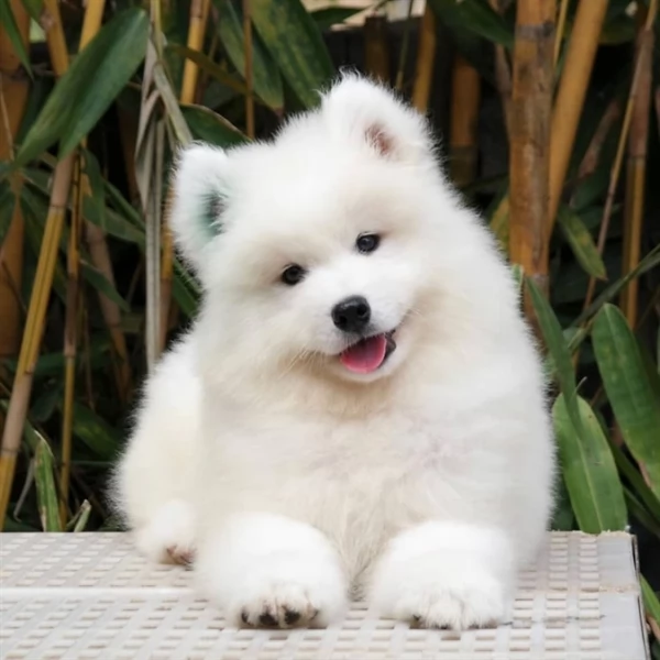 Cuccioli di Samoiedo | Foto 0