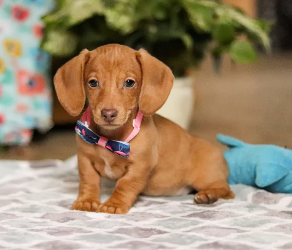 Mini cuccioli di Bassotto | Foto 1