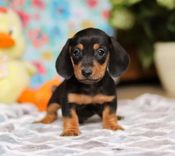 Mini cuccioli di Bassotto | Foto 0