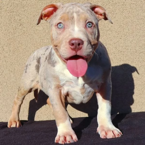 Cuccioli di American Bully XL | Foto 2