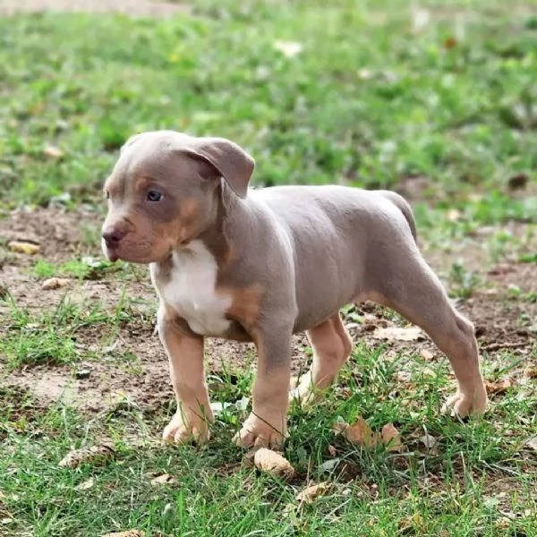 Cuccioli di American Bully XL | Foto 1