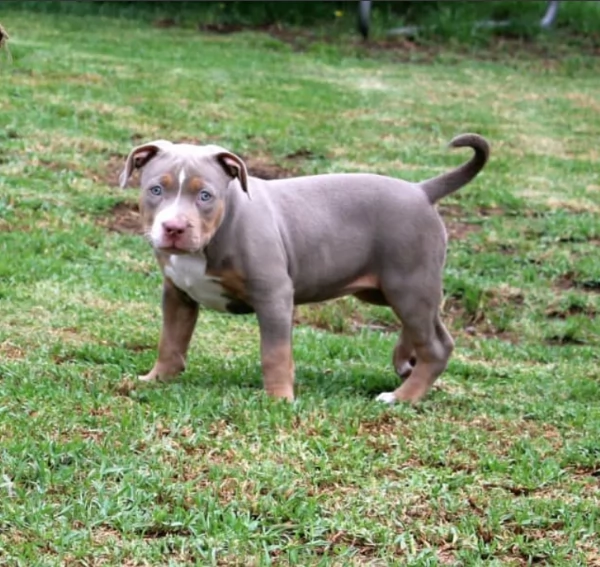 Cuccioli di American Bully XL | Foto 0