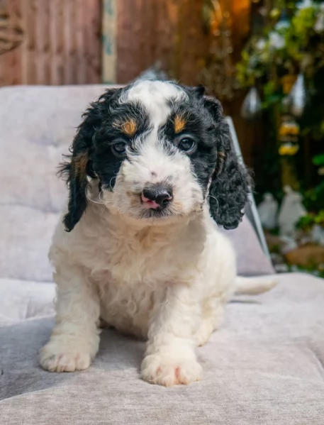 F2 Cuccioli di Cockapoo