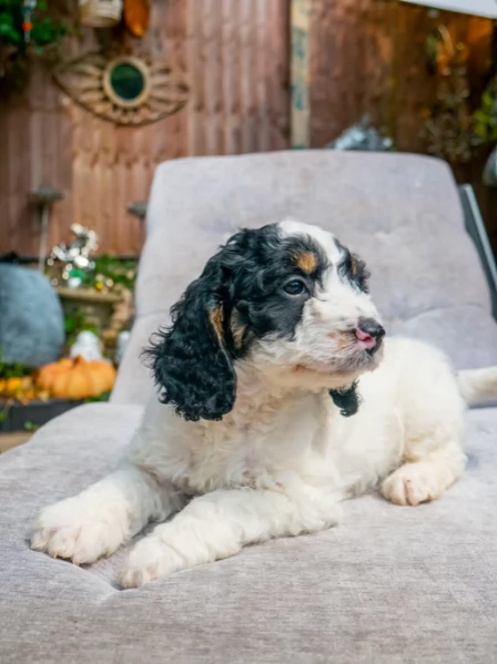 F2 Cuccioli di Cockapoo | Foto 1