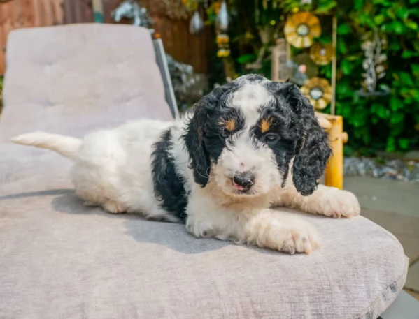 F2 Cuccioli di Cockapoo | Foto 0