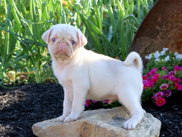 Cuccioli di Carlino in Miniatura | Foto 1