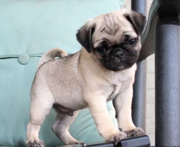 Cuccioli di Carlino in Miniatura | Foto 0