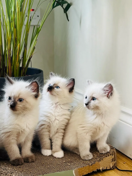 Gattini Ragdoll di razza | Foto 2