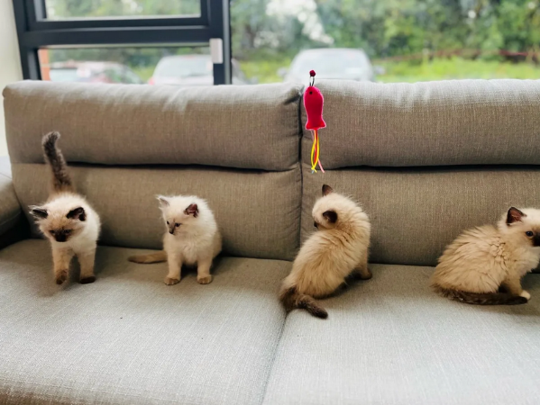 Gattini Ragdoll di razza | Foto 1